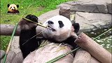 “逍遥公子”熊猫园欣优哉游哉地吃着竹子，一脸享受，好惬意