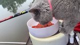 现在的猫都不吃鱼了，都改成吃鱼饲料了，这都是什么操作！