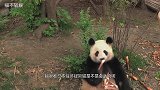 熊猫喝多了太“上头”，对着兄弟秀“醉拳”，网友：莫不是成精了