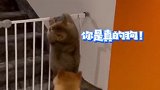 猫：我好不容易要出去了，你又给我扒啦下来，你是真狗！