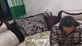 两个小家伙天天打架，飞机耳都出来了，小猫还不自量力去招惹大猫
