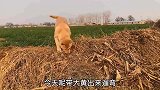 大黄是只中华田园犬，看家捕猎样样精通，想养一只这样的狗子吗