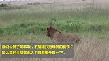 都说公狮子靠母狮，吃软饭不捕猎这个视频可以打脸了！