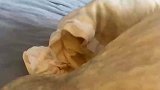 凌晨四点多家中着火，猫咪灰头土脸叫醒主人