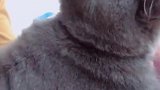 猫：铲屎的，我的初吻就这样被你骗去了！