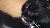 这只小猫咪快睡着了，眯着眼睛还吐着舌头，好有趣啊！