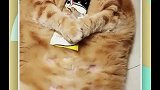 鬼知道我看了多少遍果然不负橘猫之名，真是一身肉！！！