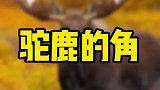 驼鹿的角你不知道的知识