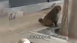 北京近期多地出现猴子踪迹 森林公安：俩猕猴抓到了