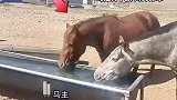 越过无数网围栏，网友：没有什么可以阻挡回家的脚步