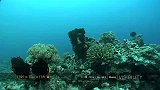 被掩盖的美景：帕劳海岸的珊瑚礁
