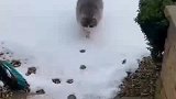 猫有四只脚，为何走路只留下两个脚印，看完视频就明白了