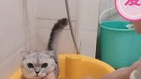 全网最大脾气猫洗澡，洗的时候很乖，洗完吹干再打我