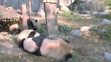 熊猫：佛系带娃，想咋带就咋带，你们能咋地
