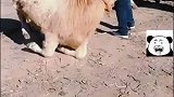 母牛得知被卖，途中跪地，牛贩子最后还是卖了