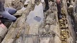 给大鲸鱼穿衣服，是另有原因的！