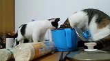这猫也太厉害了，连锅盖都掀的开，都学会团伙做坏事了