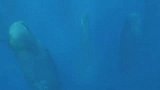 “鲸鱼坟场”一群鲸鱼垂直在海中，看得人毛骨悚然！