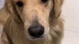 狗子，给你机会你也没抓住呀