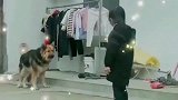 德牧对小主人太豪横，小主人立马拿起扫把，狗子秒怂！