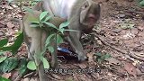把一只仿真猴放到猴群，当假猴发生意外时，猴群反应太感人了