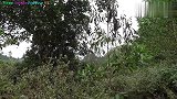 村姑树上摘野果，被树下俩野人盯上了，这下只能在树上过夜了！