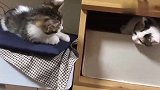 小奶猫独占一个抽屉，一脸委屈：怎么同伴都不来找我玩