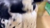世界最贵宠物“鹰隼”沙特皇室土豪的最爱