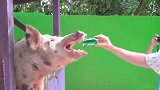 大肥猪喝下两瓶度的啤酒后，才知道酒有多可怕，请憋住别笑！