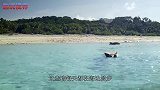 生活在海边的猪厉害了，卖萌撒娇要吃的，游客纷纷给它们拍照