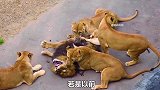 年迈狮王遭到六头母狮惩罚，被按在地上狠狠摩擦，老狮王生不如死