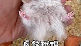 仓鼠打包熊熊出发新家