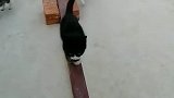 看到小猫掉下来，大猫立即跑过来保护