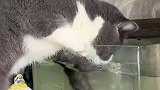猫咪趴鱼缸疯狂捞鱼，被打屁股了也不为所动