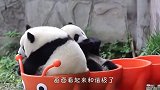 大型翻车现场！接下来熊猫宝宝的举动，让人差点笑岔气