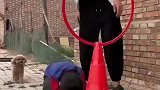 教小狗跳圈原来是这样教的，狗子真的太不容易了！