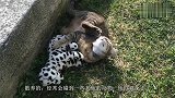 猫在后院发出惨叫声，主人赶紧跑过去后哭笑不得你连它都敢招惹