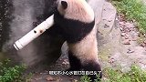 水管意外打到熊猫，熊猫越想越生气跟它死磕，镜头记录搞笑画面！
