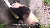 水管意外打到熊猫，熊猫越想越生气跟它死磕，镜头记录搞笑画面！