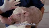 日本养了17头“半人半猪”，体内有着人类器官？看完你能接受吗