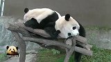圆滚滚的熊猫樱桃姐妹组团扮废熊，懒洋洋的小模样太惬意了吧！