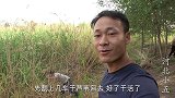 古宅改造第93天，芦苇荡里寻找原材料！用古老的工艺制作苇箔顶