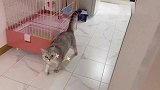 主人陪猫咪捉迷藏，反遭猫咪嫌弃：每次都被我找到，你真是太笨了