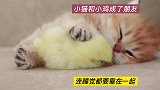 小猫和小鸡做了好朋友，连睡觉也要黏在一起