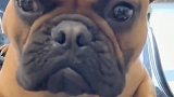 法斗犬被女主问是不是女神，它回答亮了，太逗了