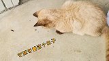当热情的狗狗，碰到高冷的猫咪，这对小伙伴是怎么相爱相杀的
