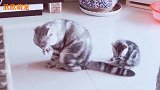 猫咪父子动作神同步，说不是亲生的都没人信