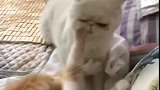 猫：说好不准抓脸的，你又来真的！