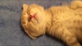 小奶猫睡的真沉，主人这么摆弄它的腿都不醒，把它卖了都不知道