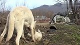 流浪狗带着自己的小奶狗，住在野外，一有动静就带着小奶狗躲起来